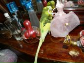 Фотография Марьенко Нины