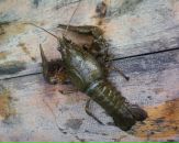 Вован Хемій фотография #17 (источник - https://vk.com/id127788465)