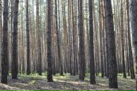 Свєта Тригубяк фотография #27 (источник - https://vk.com/id427375726)