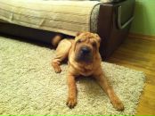 Фотография Новгородского Вячеслава