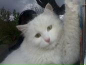 Віталік Кукул фотография #29 (источник - https://vk.com/id71474320)