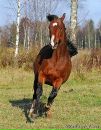 Аранда Кобылка фотография #4 (источник - https://vk.com/id87800580)