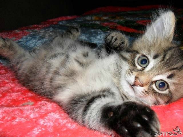 Елена Басарина фотография #30