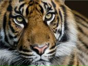 Фотография Кировой Александры