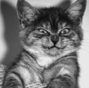 Фотография Алексеича Алексея