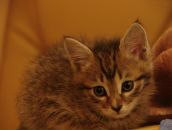 Фотография Шевченко Лидии