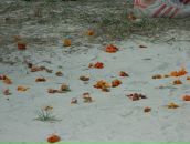 Ужгород Http://uzhgorod-ua.com фотография #8 (источник - https://vk.com/id103549721)