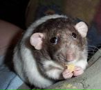 Фотография Симановской Марии