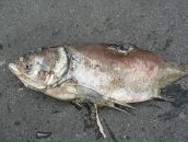 Марічка Гембара фотография #48 (источник - https://vk.com/id21760687)