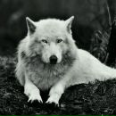 Игорь Леонтьев фотография #42 (источник - https://vk.com/id57972)