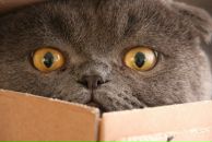 Фотография Тарасова(Ирикова) Ирины