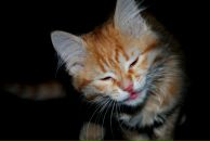 Фотография Хачумовой Алины