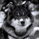 Артем Сніжинський фотография #39 (источник - https://vk.com/id156991588)