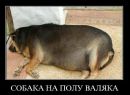 Віталік Вольт фотография #46 (источник - https://vk.com/id2228781)