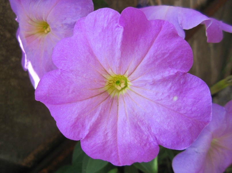 Ольга Гребенникова фотография #36