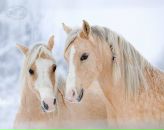 Лєнчік Стельмах фотография #50 (источник - https://vk.com/id143672004)