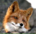 Фотография Беляева Серёги