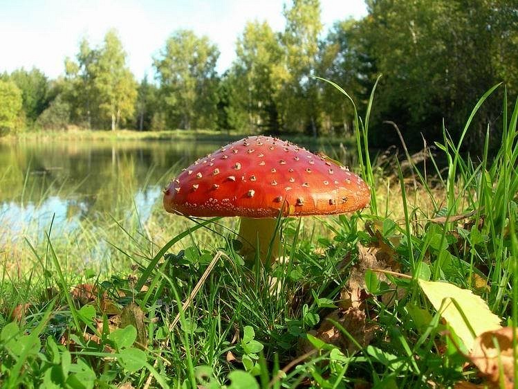 Сергей Дробышев фотография #8