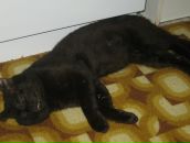 Ніка Iванцу фотография #37 (источник - https://vk.com/id133835577)