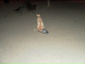 Ростік Худик фотография #46 (источник - https://vk.com/id87017695)