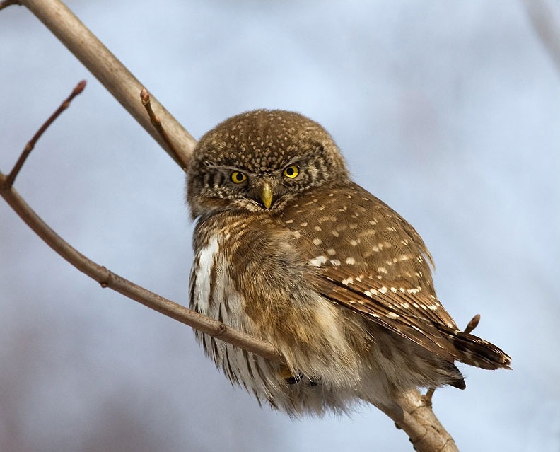 Дмитрий Шкитов фотография #38