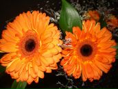 Фотография Садыковой Анны