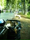 Анна Останина-Иличеа фотография #41 (источник - https://vk.com/id3559792)