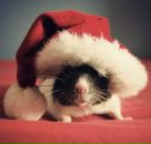 Фотография Сфинкс Марины