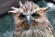 Фотография Шапорева Антона