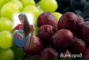 Олесінька Станько фотография #15 (источник - https://vk.com/id136499993)