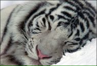 Фотография Bochenkov Serega