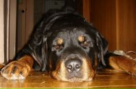 Фотография Саунина Романа