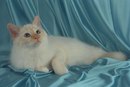 Вікуся Тимошенко фотография #28 (источник - https://vk.com/id143742209)