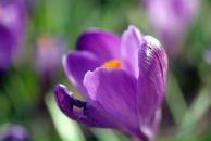 Фотография Шурун Ани