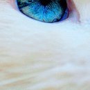 Ірина Кукурудза фотография #32 (источник - https://vk.com/id22514152)