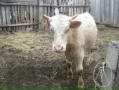 Станіслав Молодиченко фотография #47 (источник - https://vk.com/id98459383)