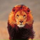 Фотография Сеттарова Руслана