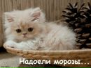 Надія Шевчук фотография #36 (источник - https://vk.com/id175139265)