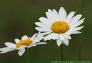 Фотография Михайловой Марии