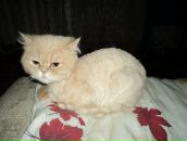 Фотография Борисова Александра