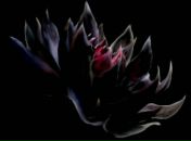 Вероніка Самійленко фотография #29 (источник - https://vk.com/id83545886)