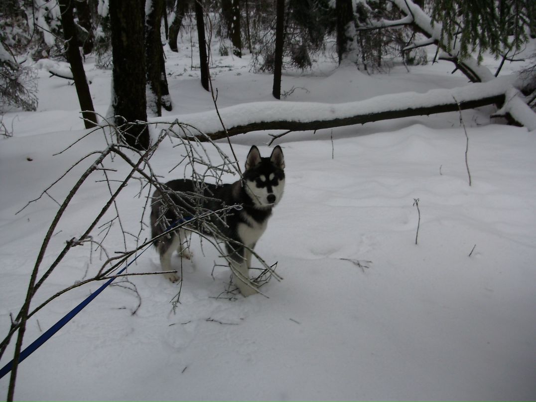 Дмитрий Тепляков фотография #31