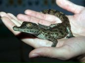 Юрій Горбаченко фотография #9 (источник - https://vk.com/id29334291)