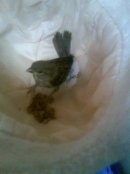 Ня Ау фотография #14 (источник - https://vk.com/id4889557)