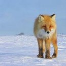 Ілонка Маланюк фотография #16 (источник - https://vk.com/id153706795)
