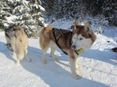 Вікторія Сенишин фотография #28 (источник - https://vk.com/id11939861)