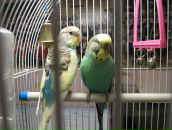 Фотография Разживиной Лизы