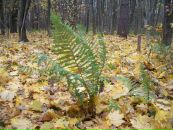 Василь Війтович фотография #6 (источник - https://vk.com/id73070612)