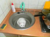 Фотография Романенко Юлии