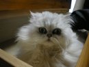 Микили Восточная фотография #19 (источник - https://vk.com/id36766399)
